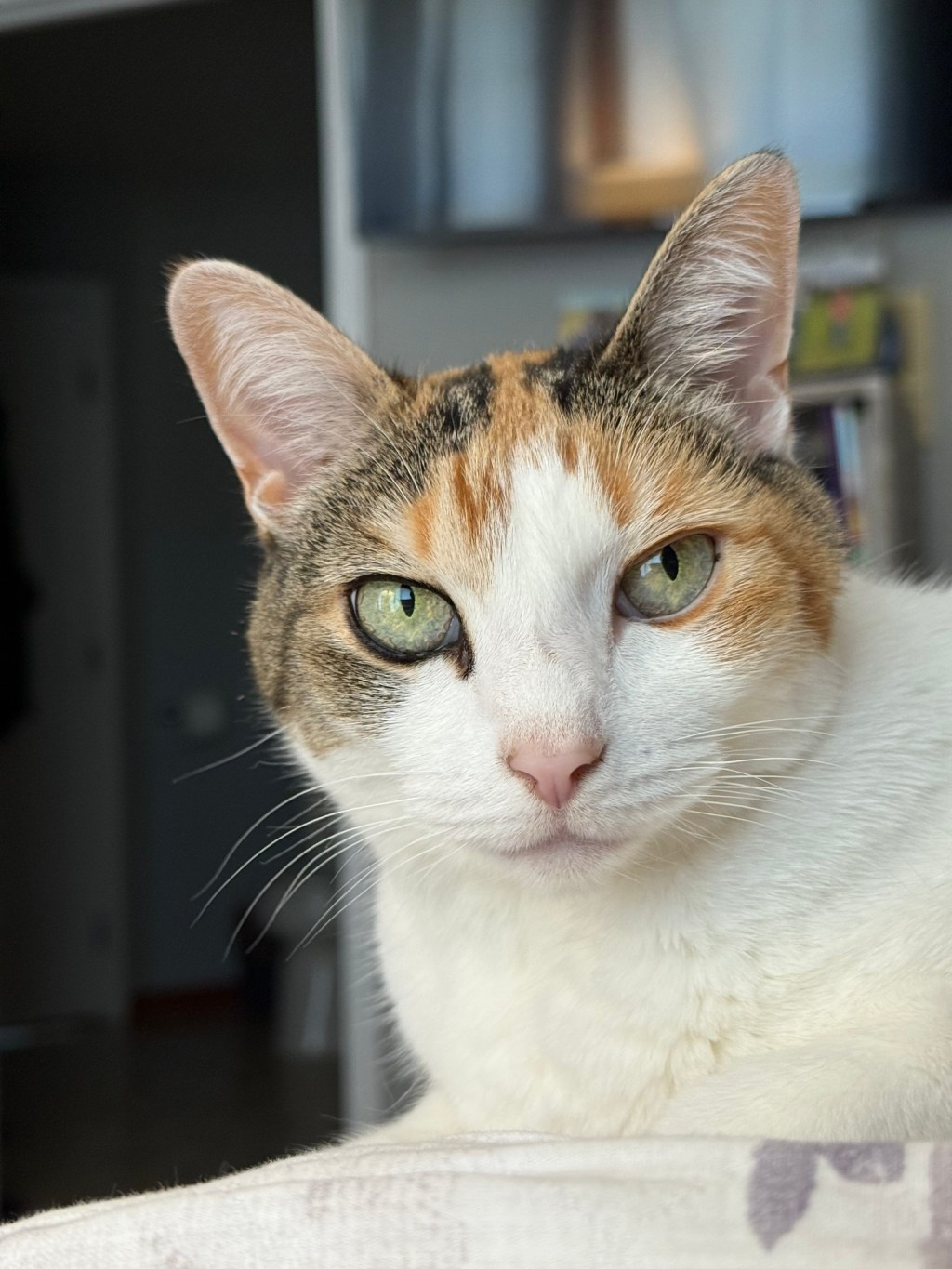 Excerpt from the Pookie&nbsp;Journals/2