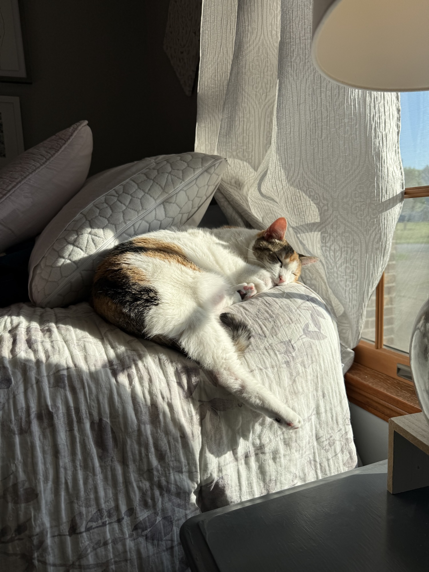 Excerpt from the Pookie Journals/3