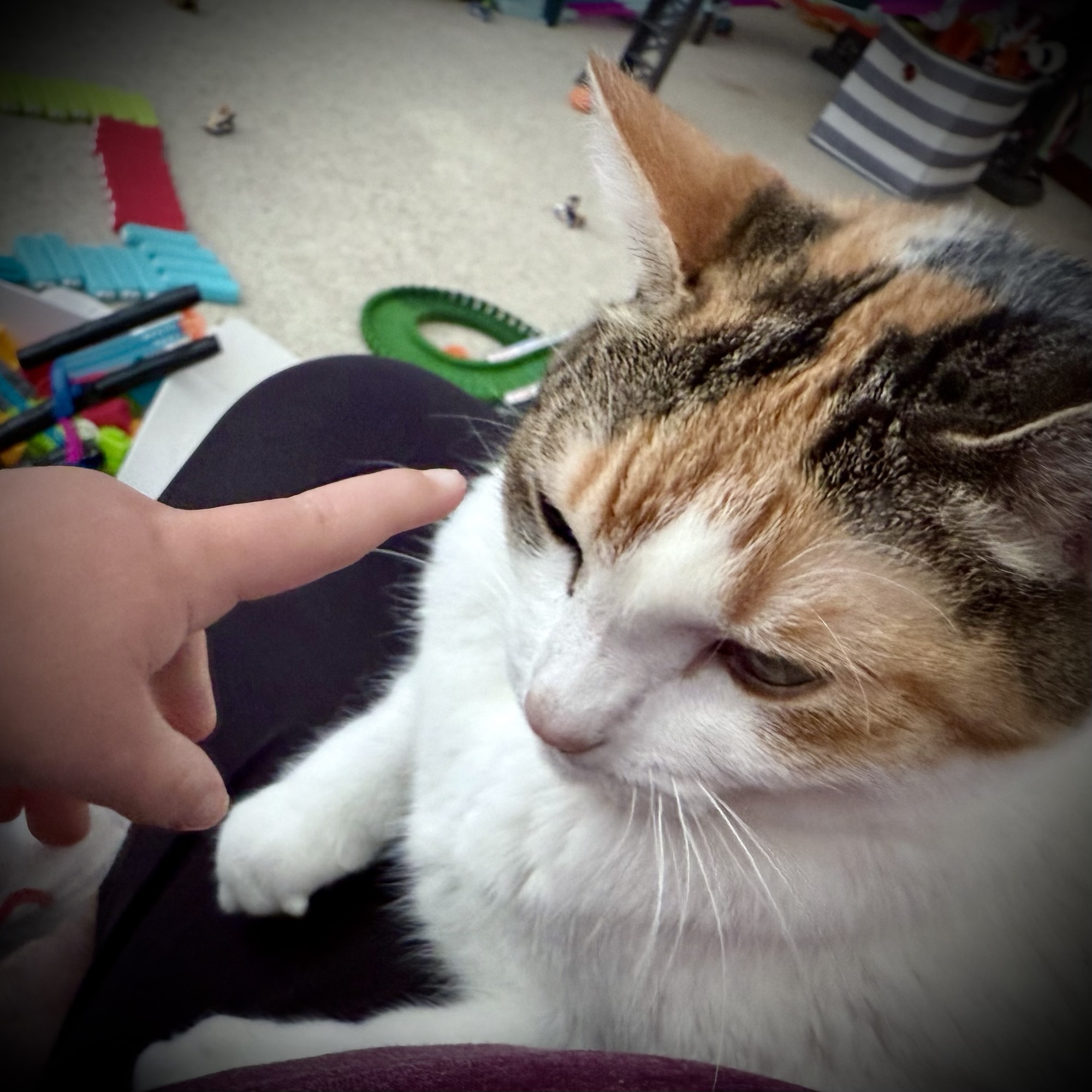 Excerpt from the Pookie&nbsp;Journals/1