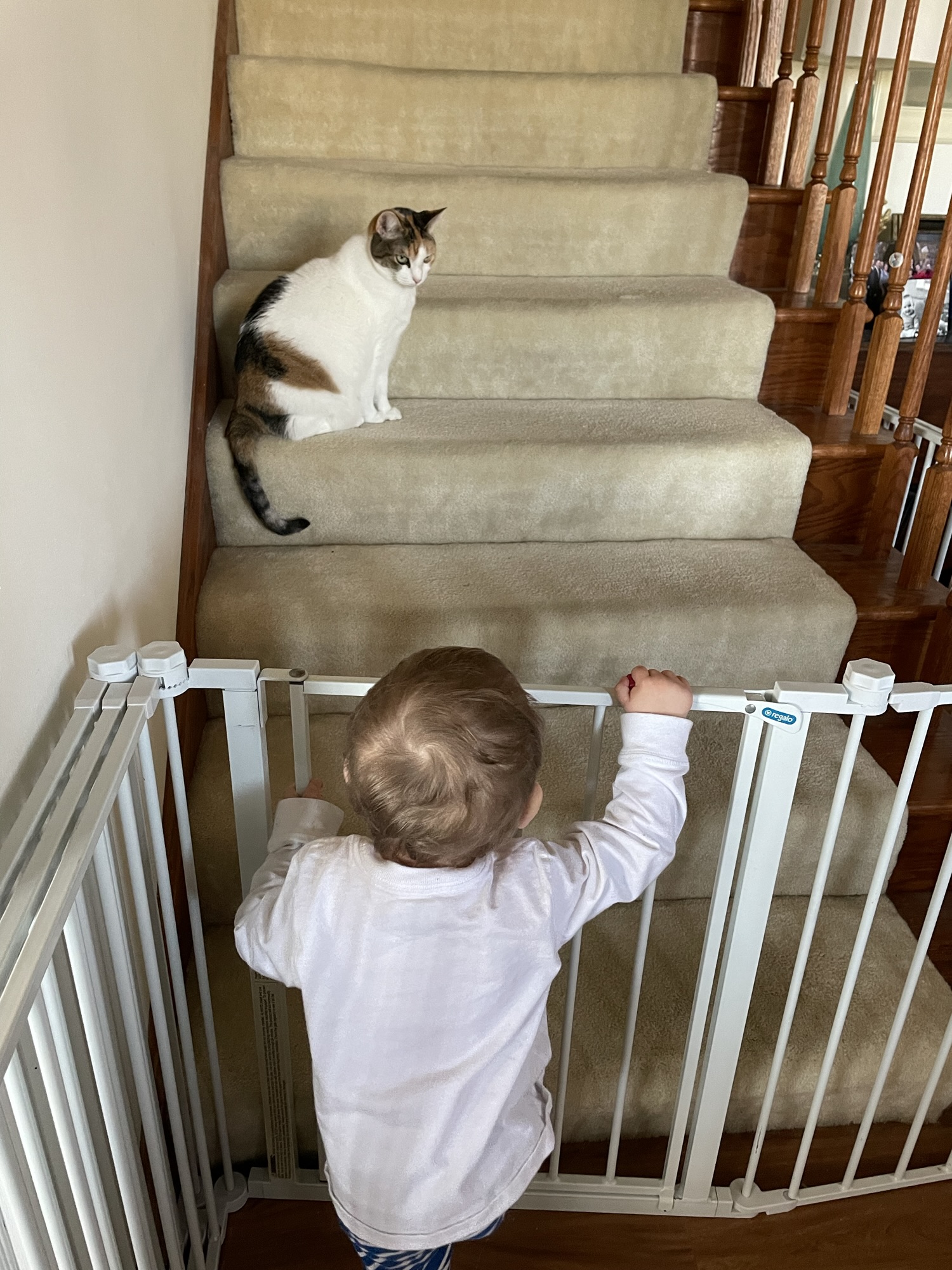 Pookies journal (2023)