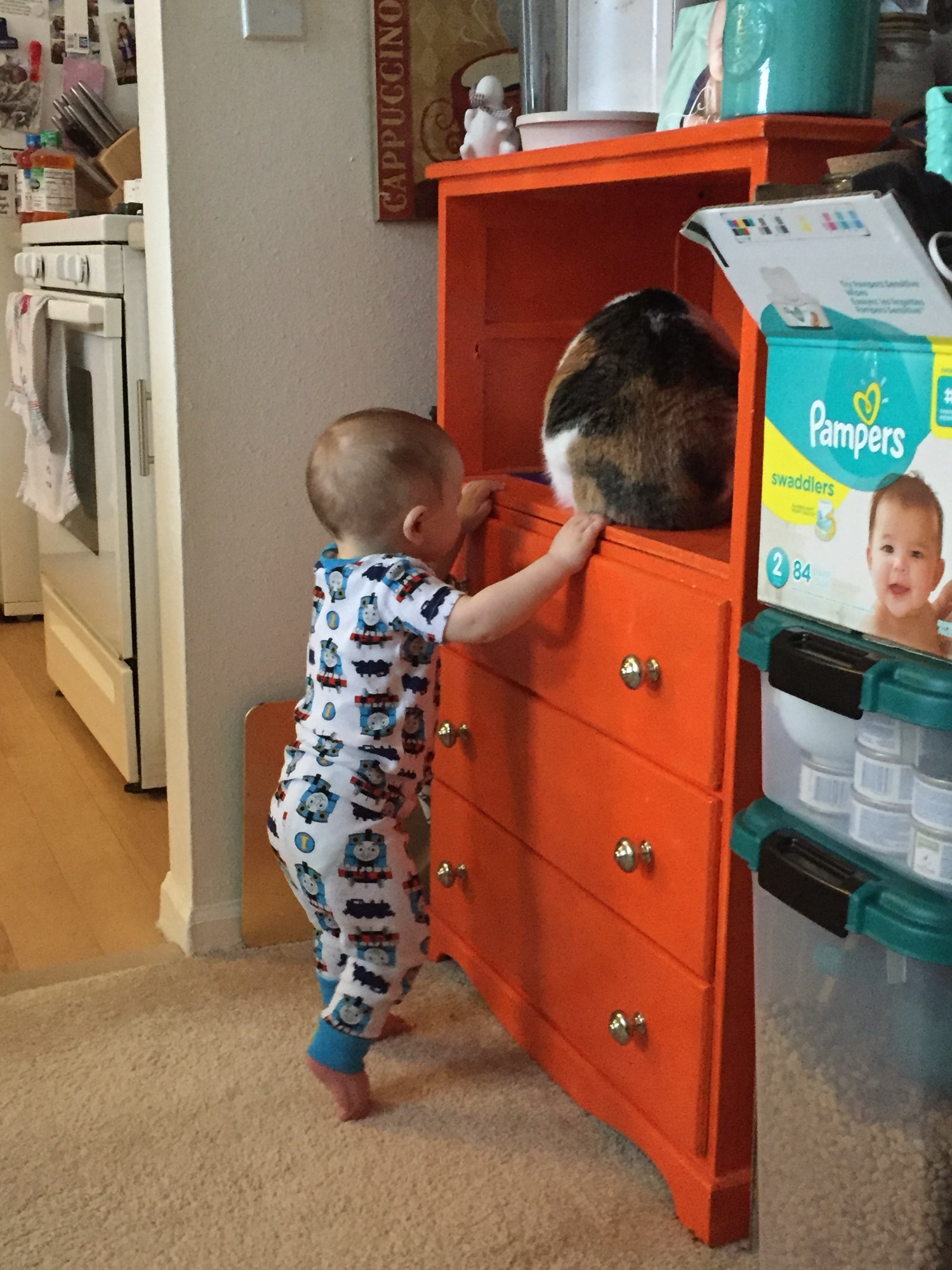 Motherhood Monologue: The Kibble Crisis (2019)