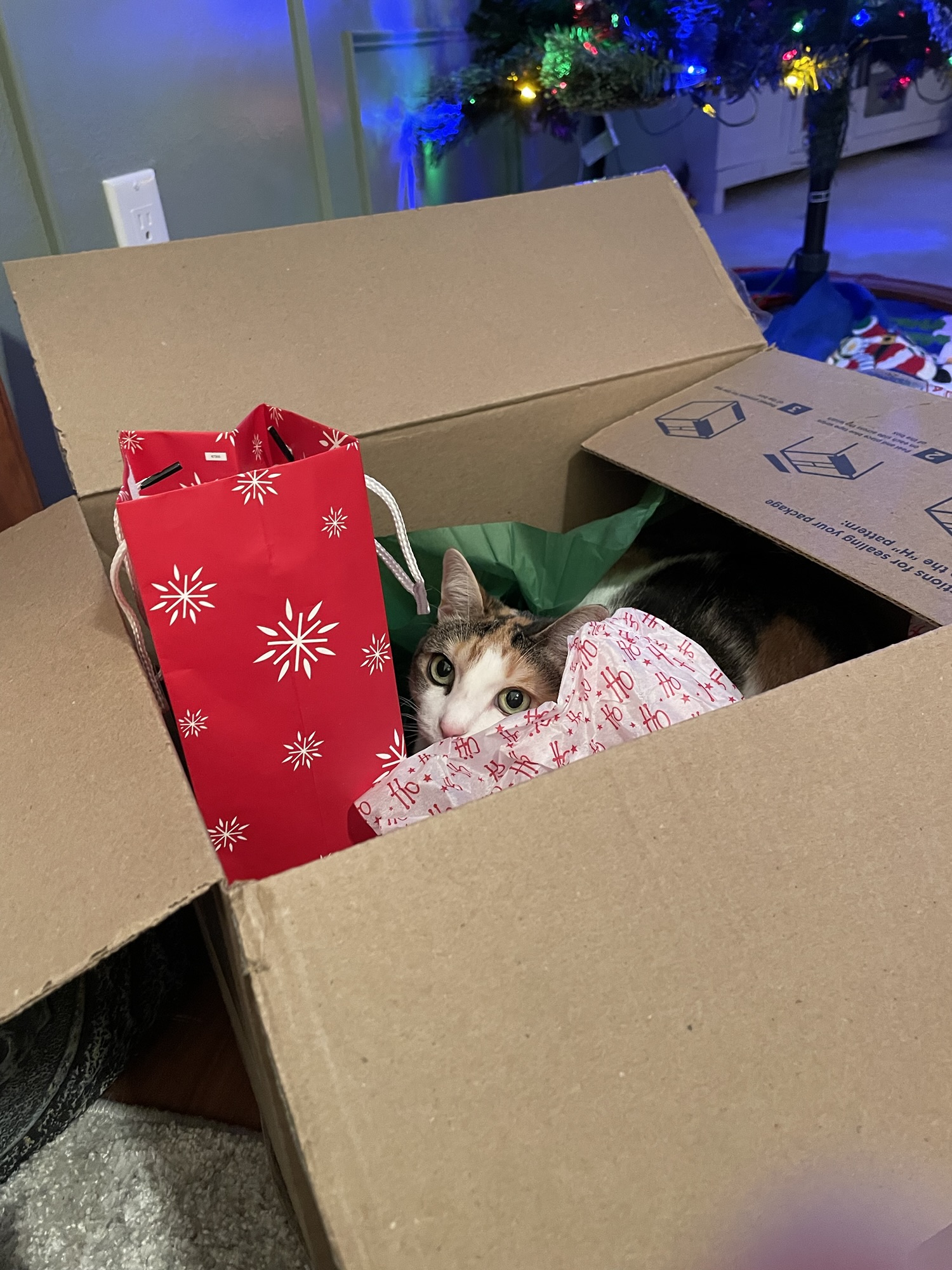 AITA- One Cat’s Rejection of Capitalist&nbsp;Entertainment