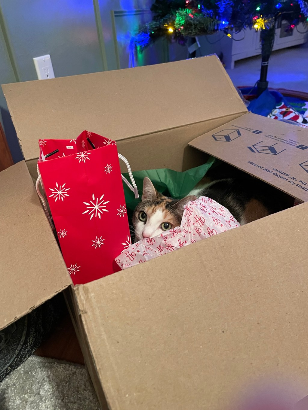 AITA- One Cat’s Rejection of Capitalist Entertainment