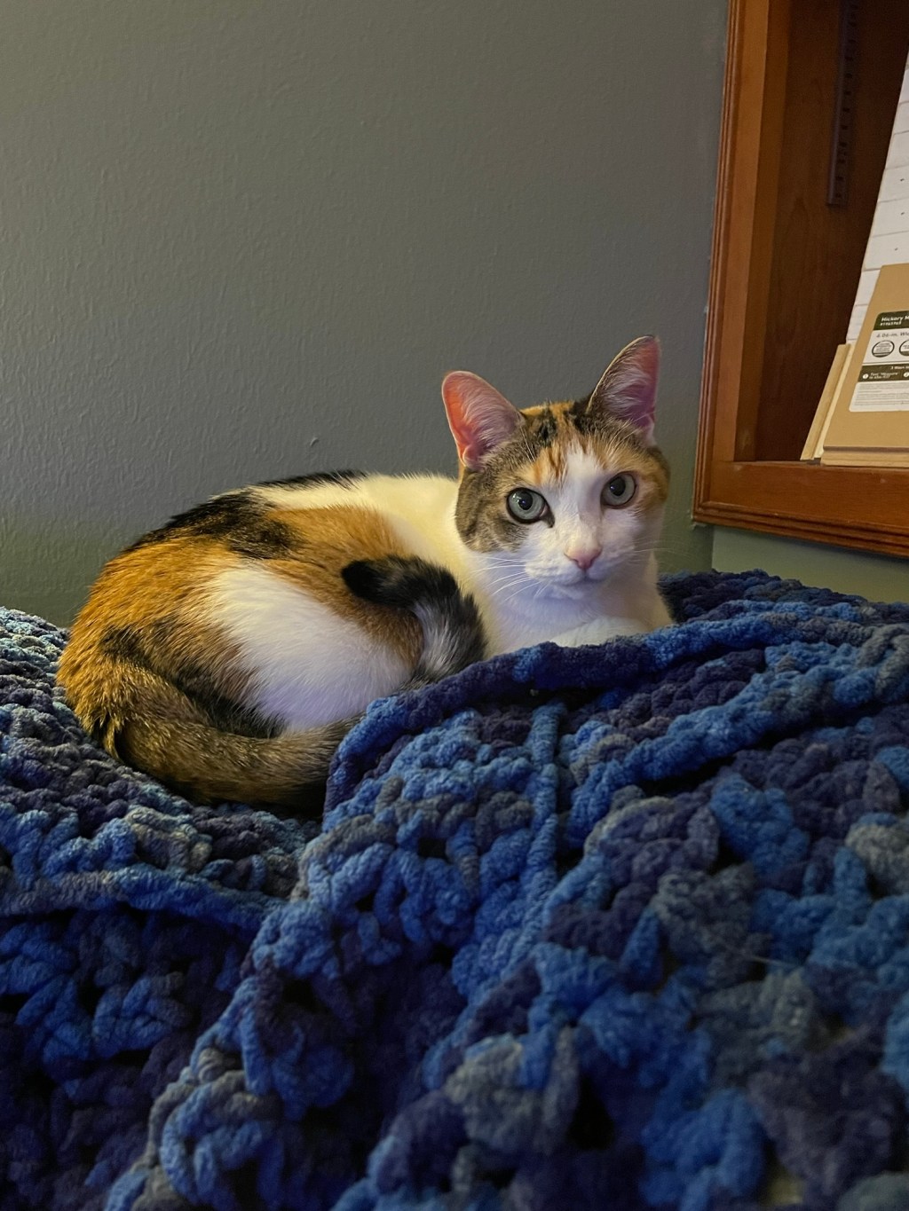 Excerpt from the Pookie Journals/4