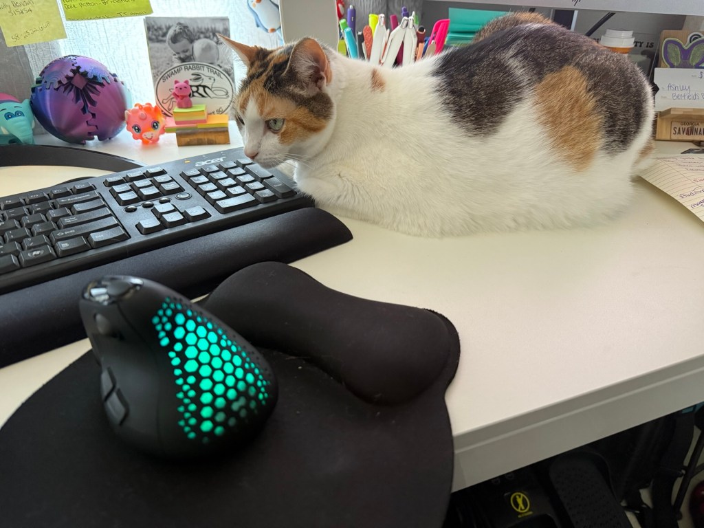 🐾 “Managing Ashley: A Memoir by Pookie the&nbsp;Cat”