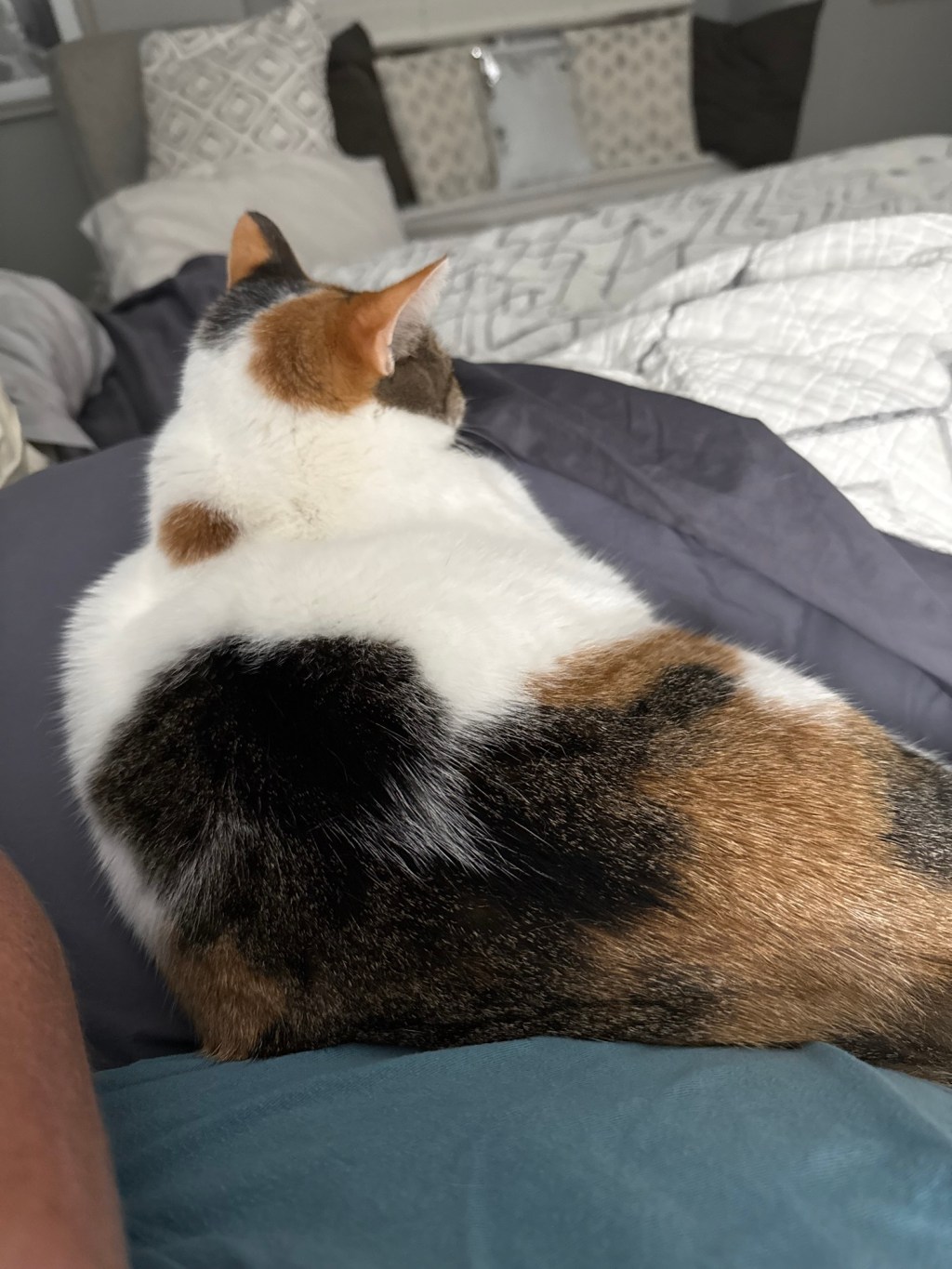 Pookies journal #1043