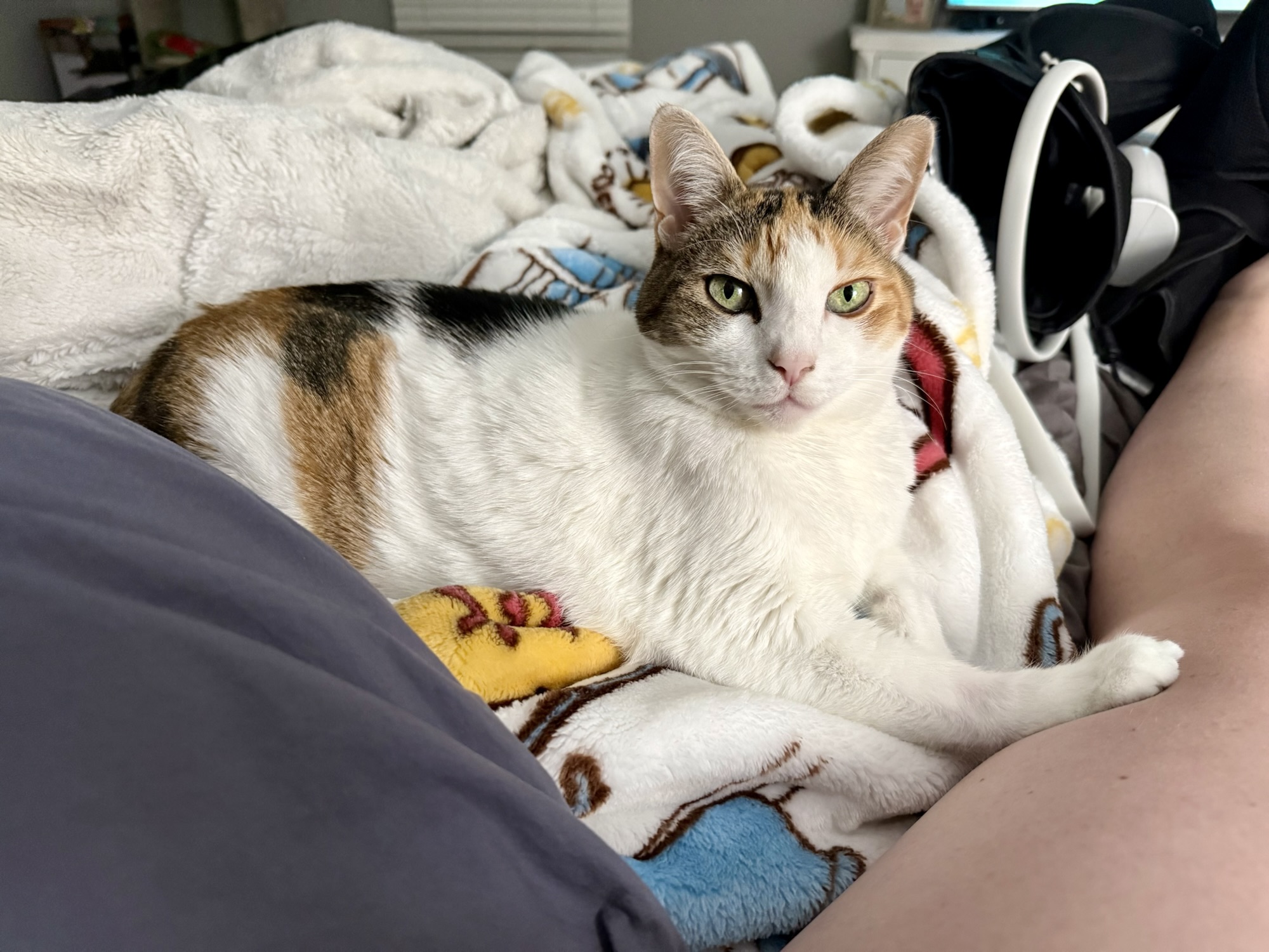 Pookie’s Personal JournalEntry #148: “The Snowpocalypse (That I Will Not Be Participating In)”