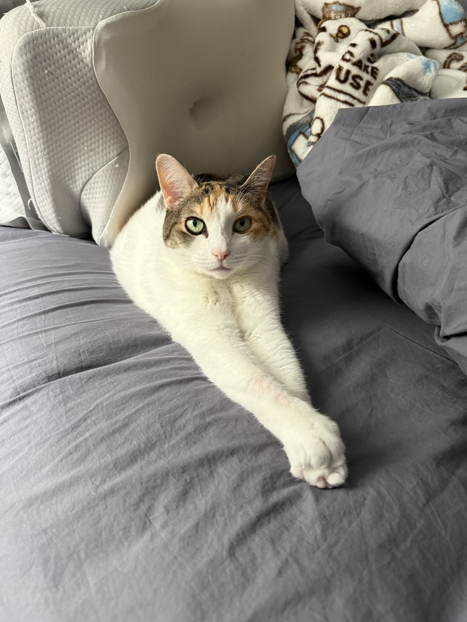 Pookie’s Personal JournalEntry #147: “The Humans Have Lost Control (Again)”