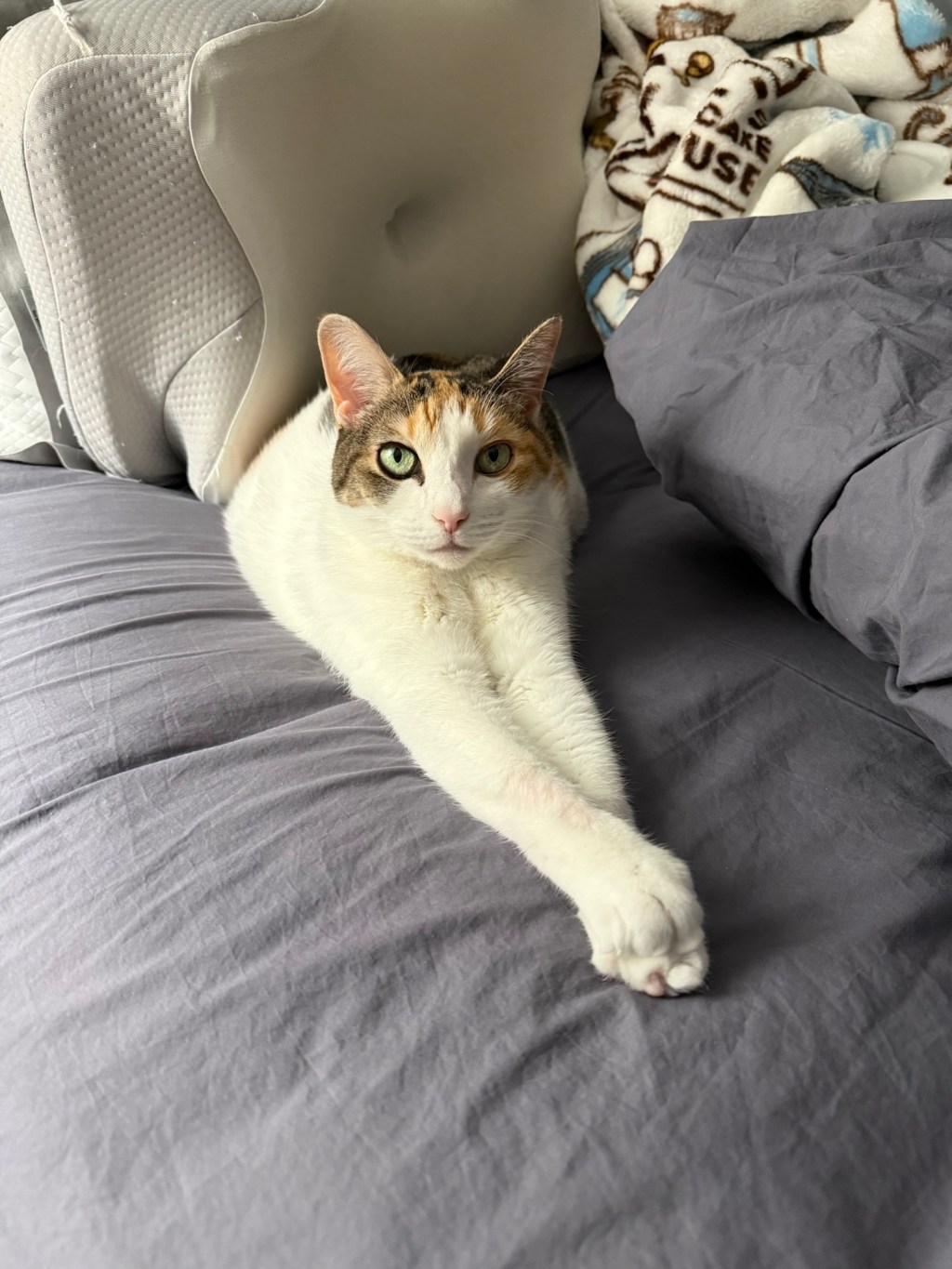 Pookie’s Personal JournalEntry #147: “The Humans Have Lost Control&nbsp;(Again)”